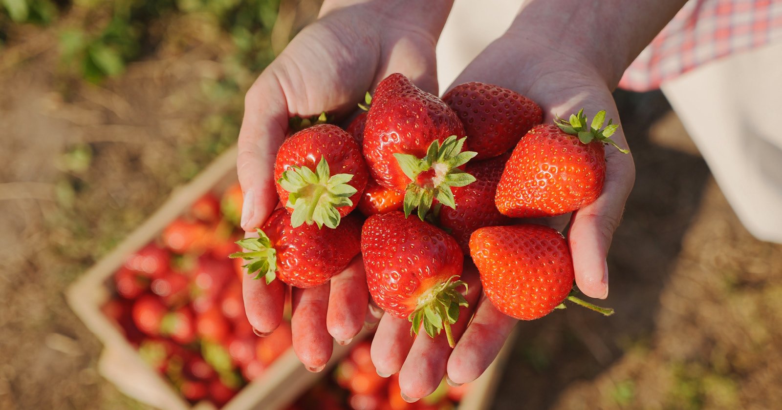 Berry Best Practices: A Guide to Summer's Favorite Fruit