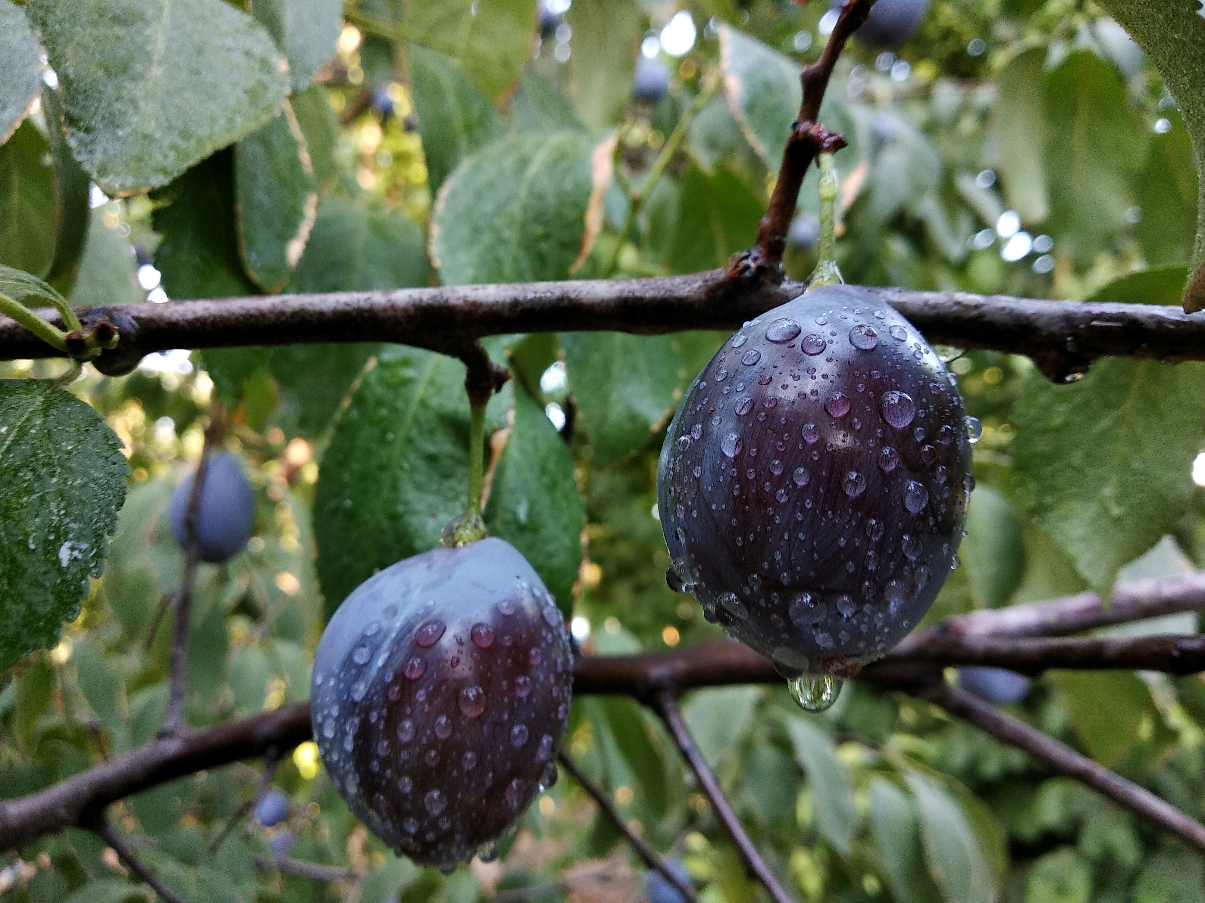 Savoring Summer's Stone Fruit Treasures: A Guide to Plumcots, Apriums, and Pluots
